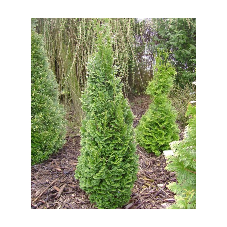 Thuja occidentalis'Brobeck's Tower' 