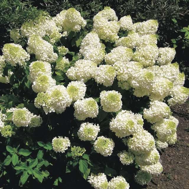 Hydrangea paniculata'Silver dollar' 