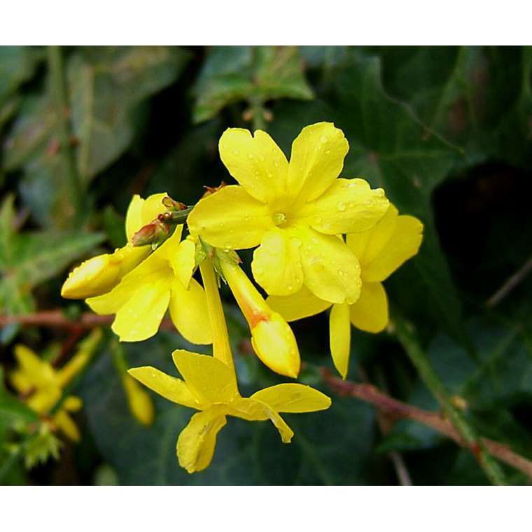 Jasminum nudiflorum 