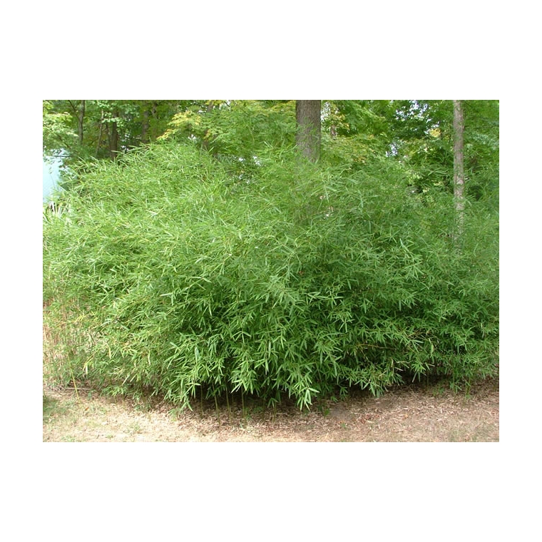 Phyllostachys humilis - Bamboe 
