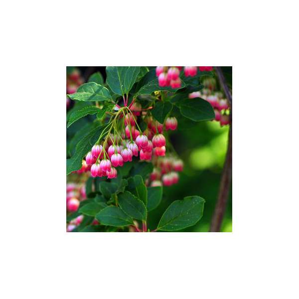 Enkianthus campanulatus'Red Bells' 