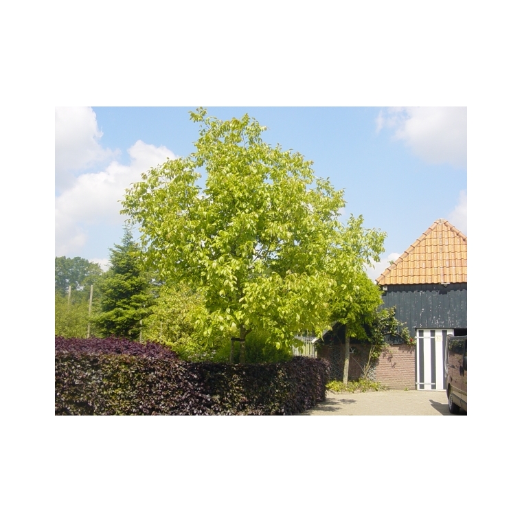 Juglans regia'Broadview' 