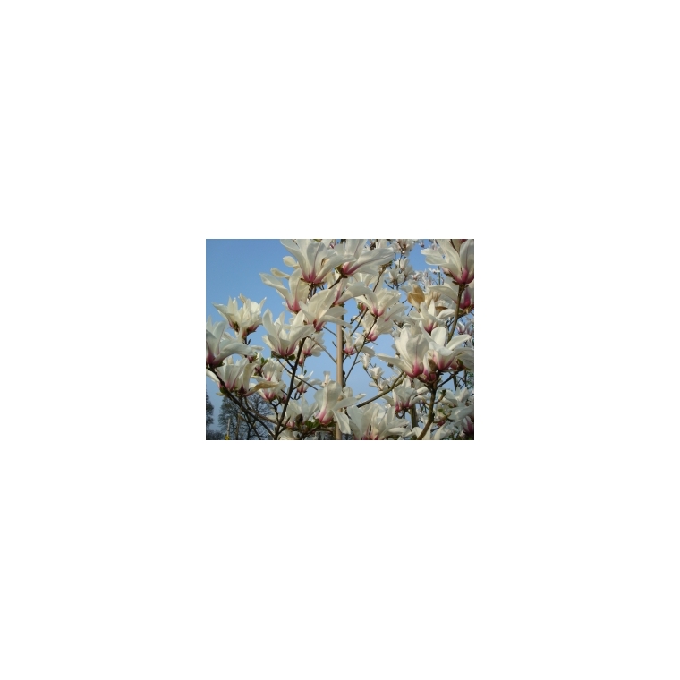 Magnolia cylindrica 