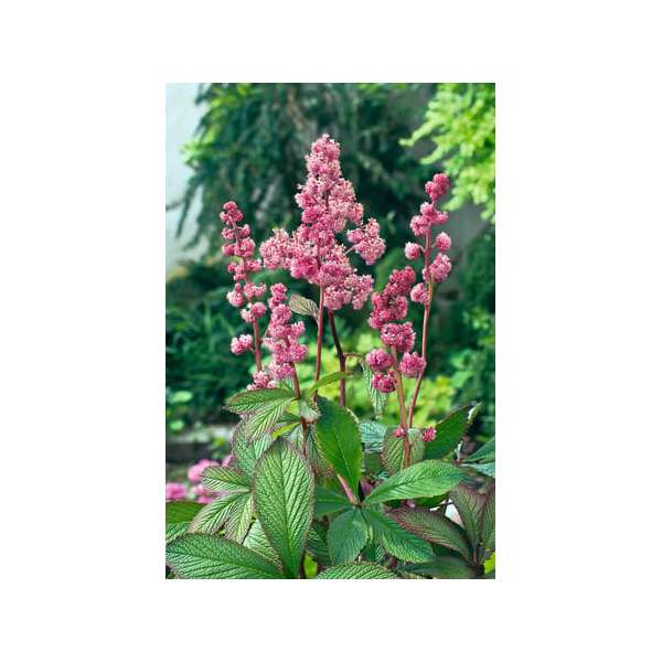 Rodgersia'Badenweiler'