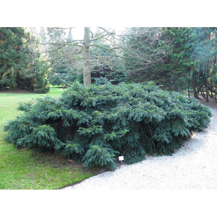 Taxus baccata'Repandens' 
