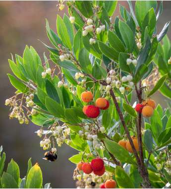 Arbutus undo'Compacta' 