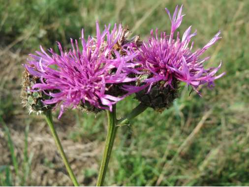 Centaurea rhaetica