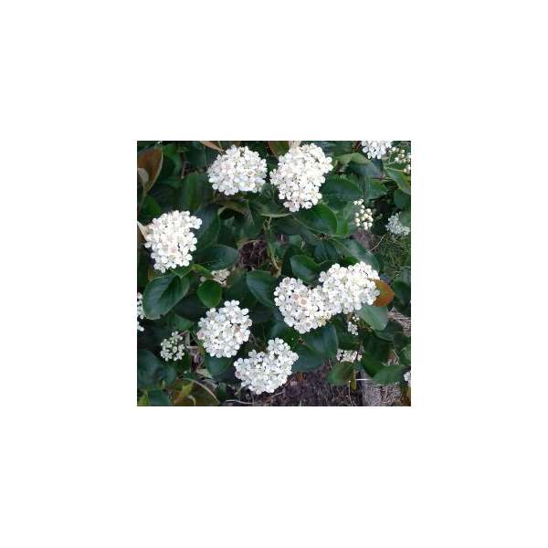 Aronia prunifolia'Nero' 