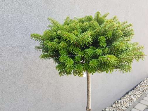 Abies koreana'Cis' 