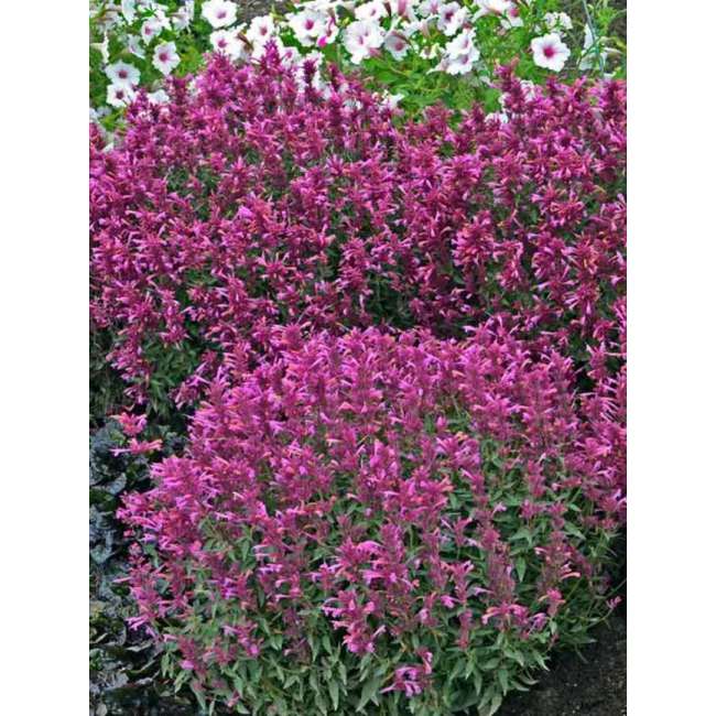Agastache'Rosie Posie'
