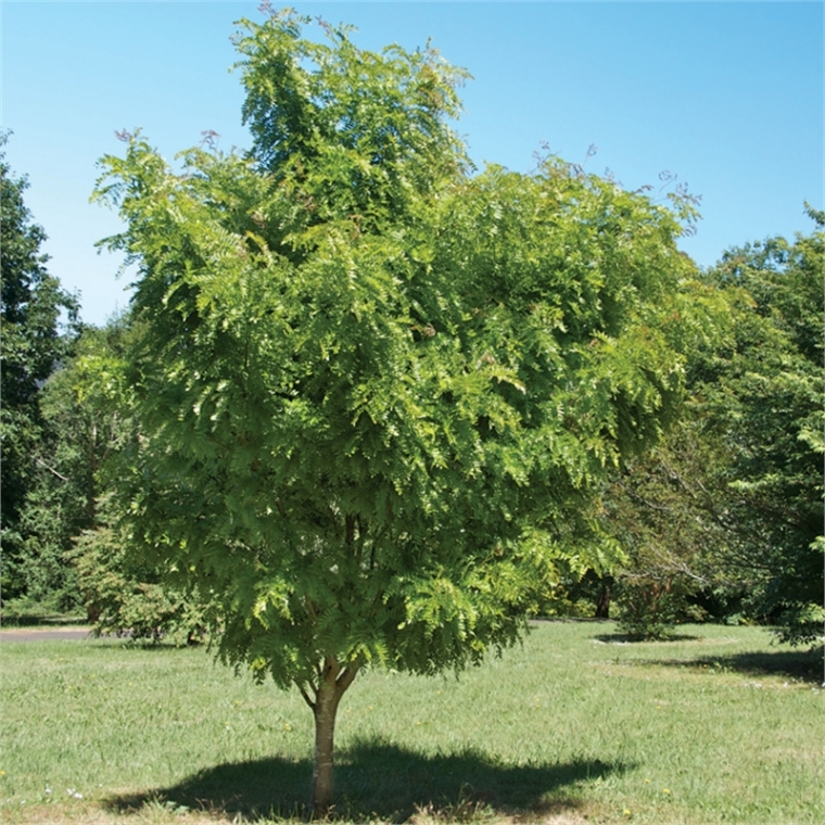 Gleditsia triacanthos'Elegantissima' 