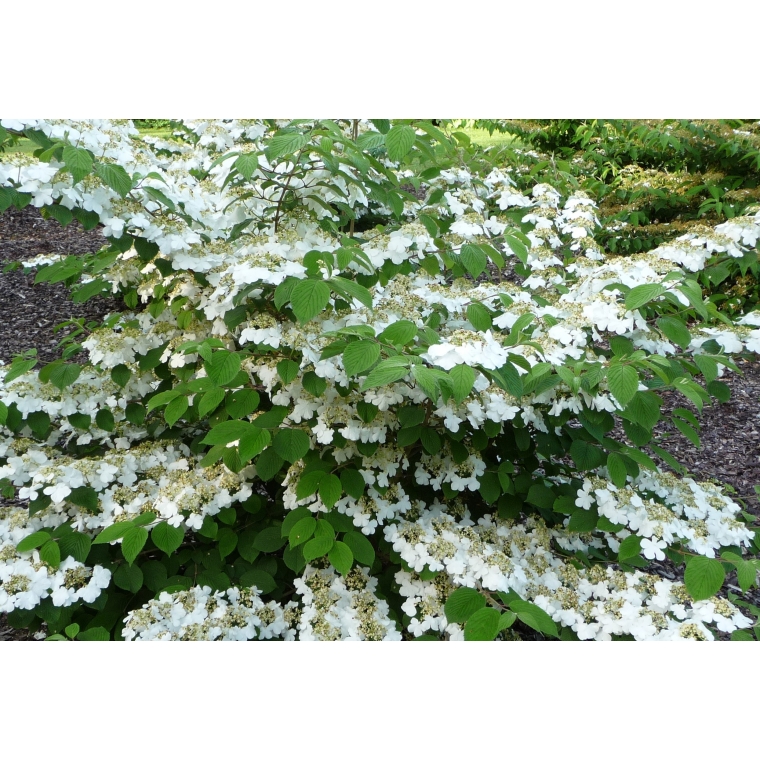 Viburnum plicatum'Cascade' 