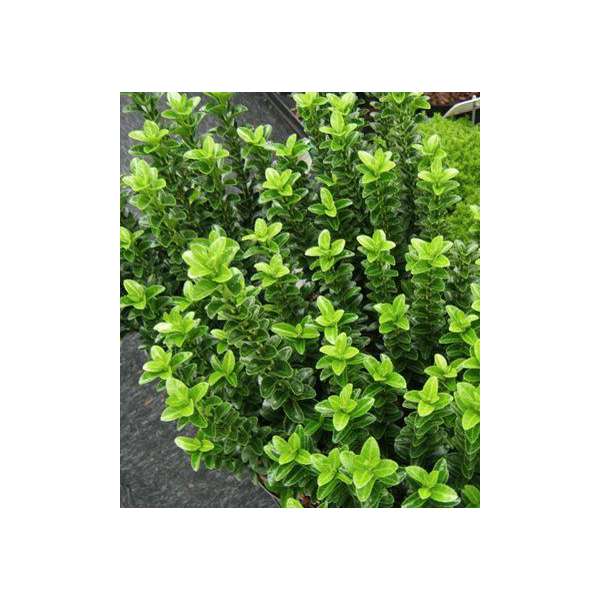 Euonymus japonicus'Green Spire' 
