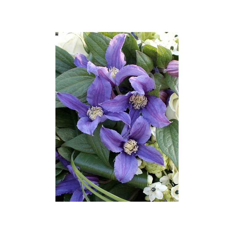Clematis'Blue Pirouette 