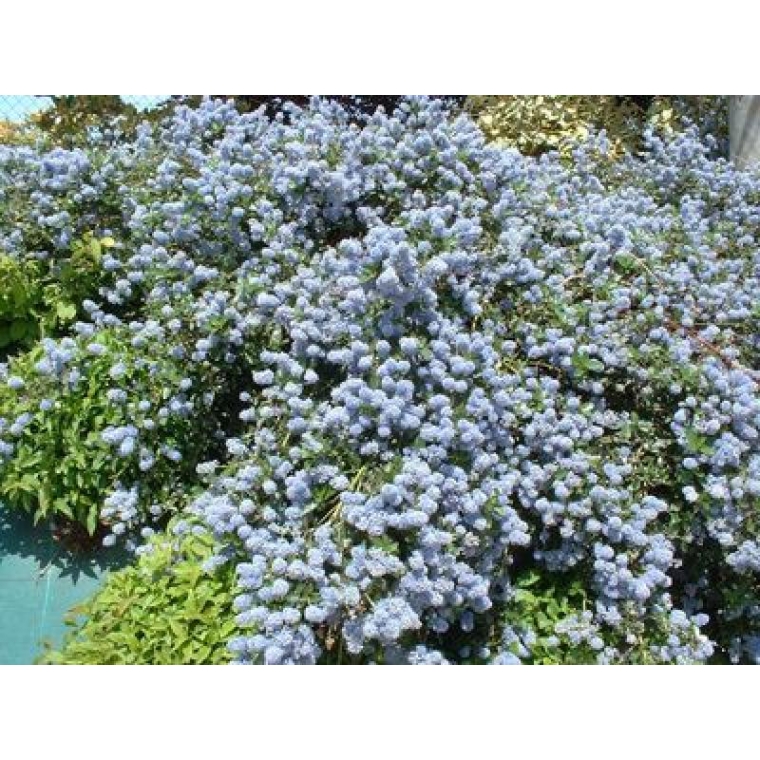 Ceanothus thyrsifolius'Repens' 