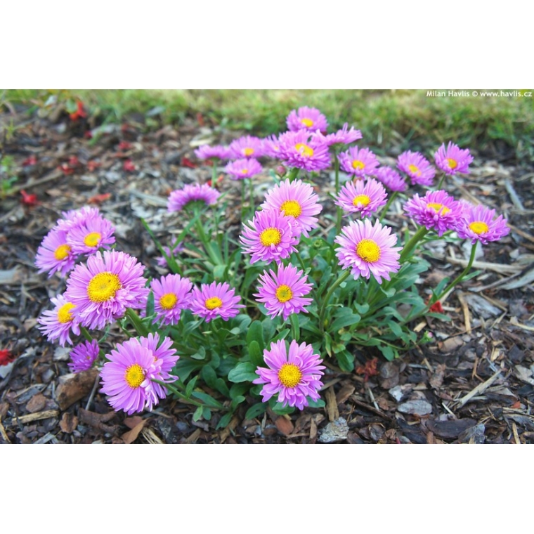 Aster alpinus'Happy End'