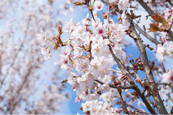 Prunus sargentii'Rancho' 