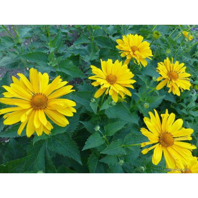 Heliopsis helianthoides'Mars'