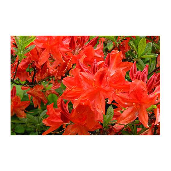 Azalea japonica'Brilliant Orange' 