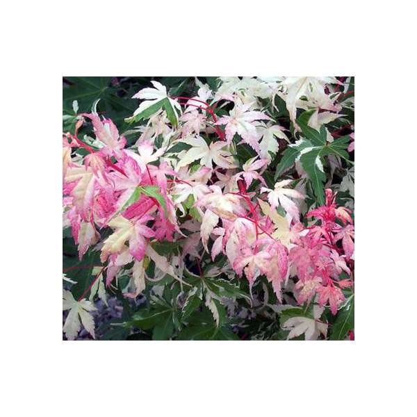 Acer palmatum'Oridono-nishiki' 