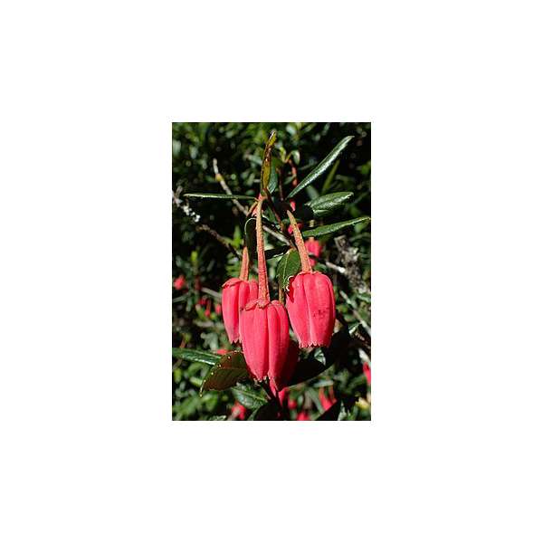 Crinodendron hookerianum 