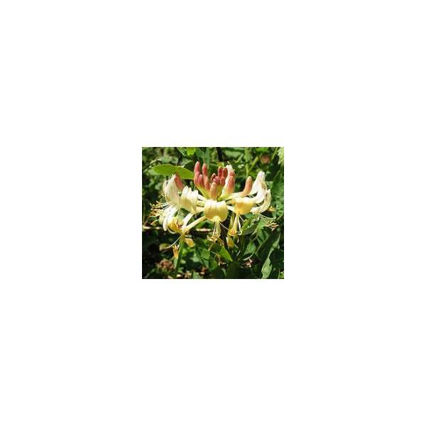 Lonicera periclymenum 