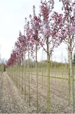 Prunus serrulata'Royal Burgundy' 