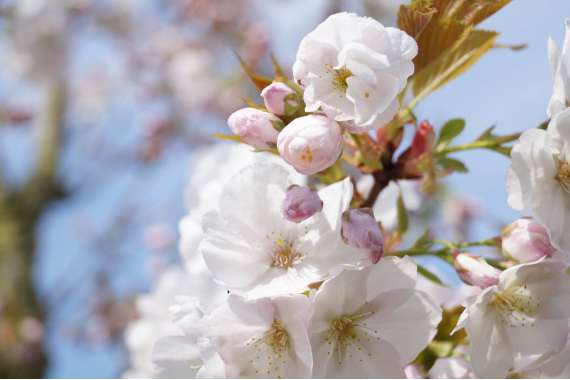 Prunus serrulata'Sunset Bouelvard' 