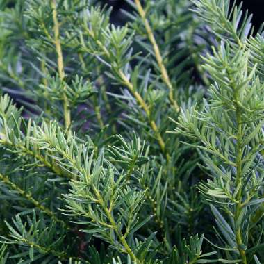Taxus media'Densiformis' 