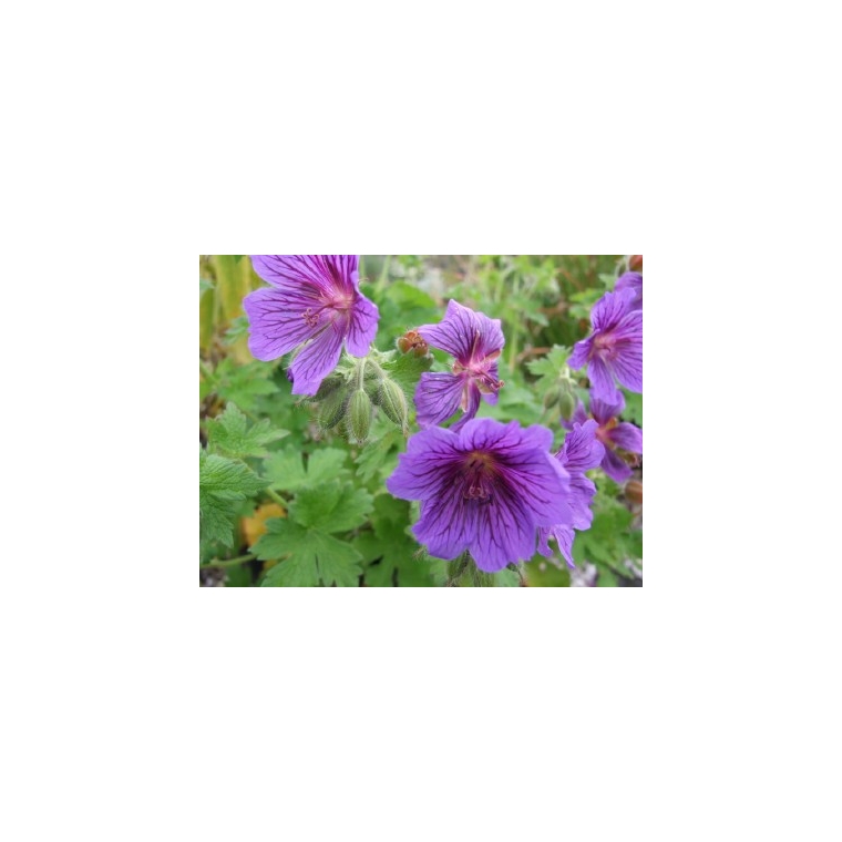 Geranium magnificum'Rosemore'