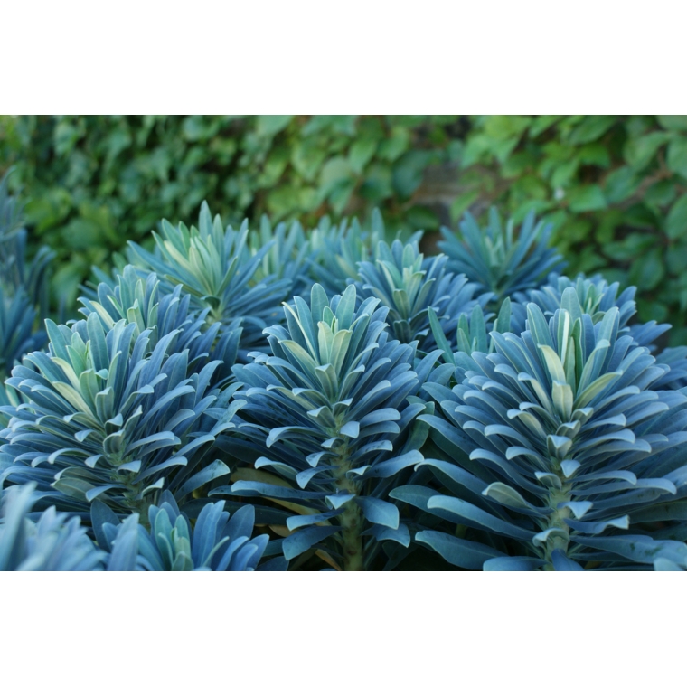 Euphorbia characias'Portuguese Velvet'