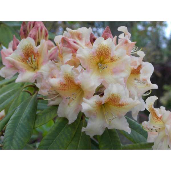 Rhododendron'Bernstein' 