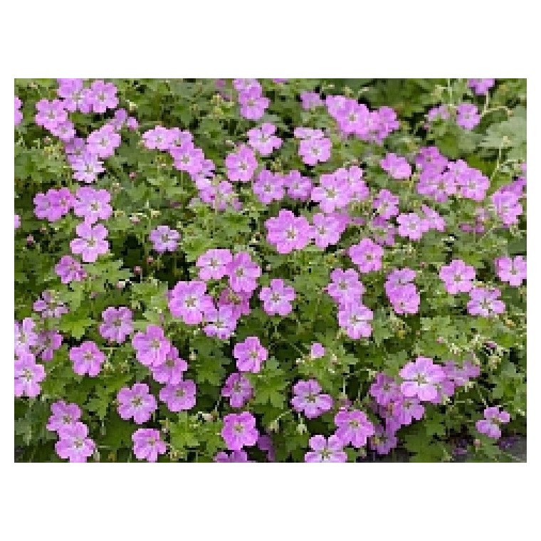 Geranium riversleanum'Mavis simpson'