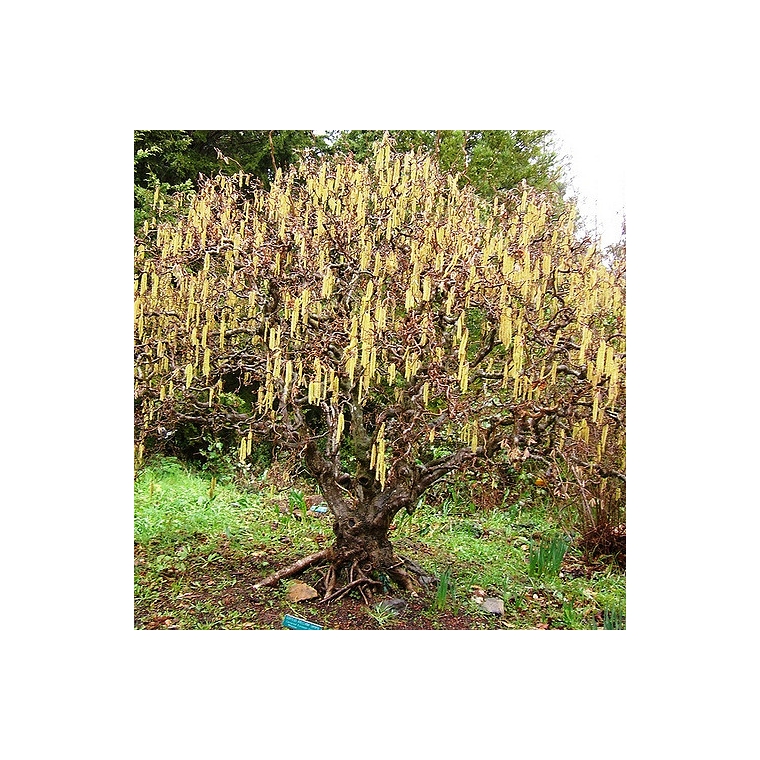 Corylus avellana'Contorta' 