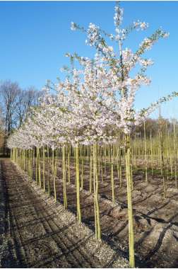 Prunus yedoensis 