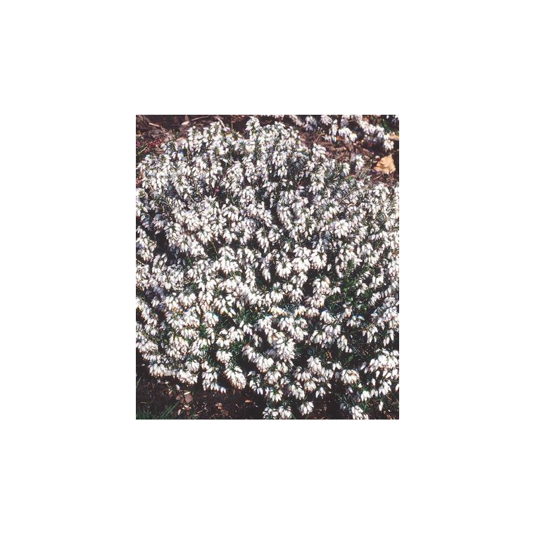Erica carnea'Wintersnow' 