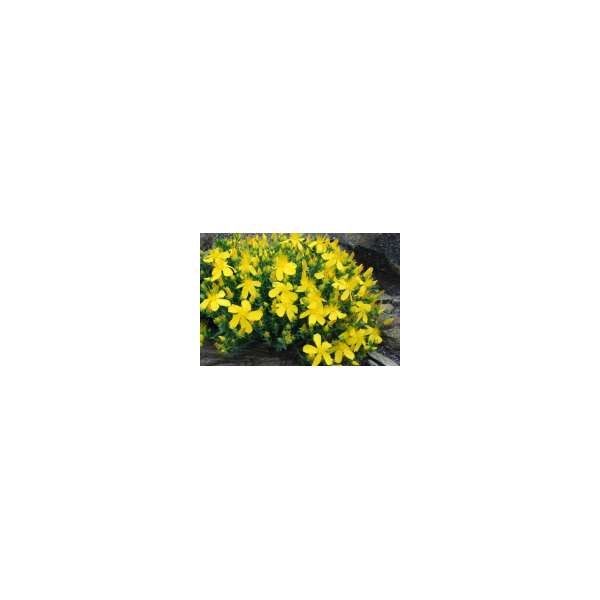 Hypericum olympicum 