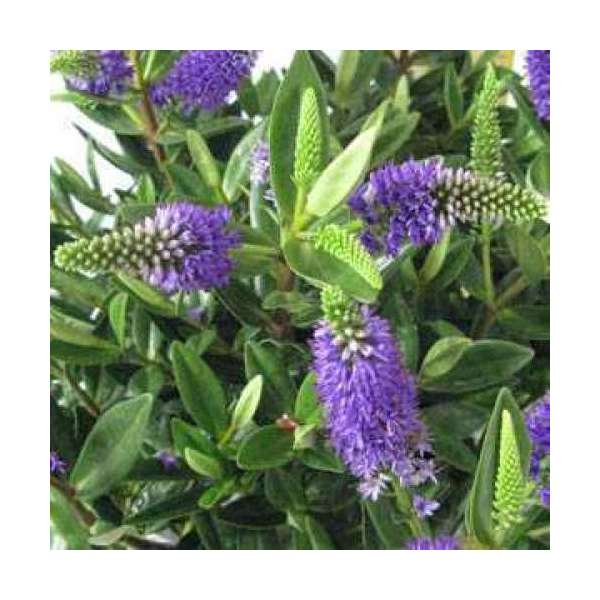 Hebe donna'Britta Improved' 