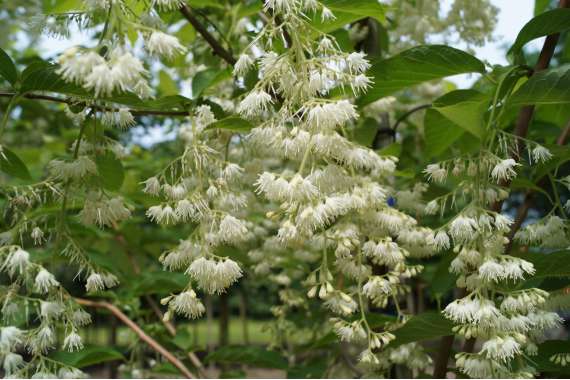 Pterostyrax hispida 