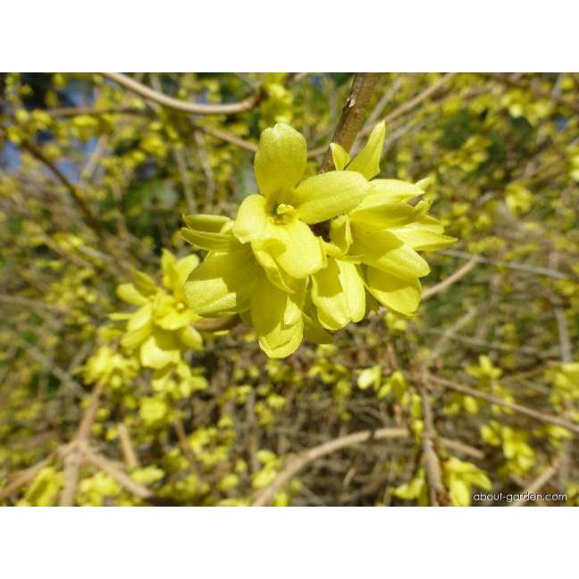 Forsythia japonica saxatilis 