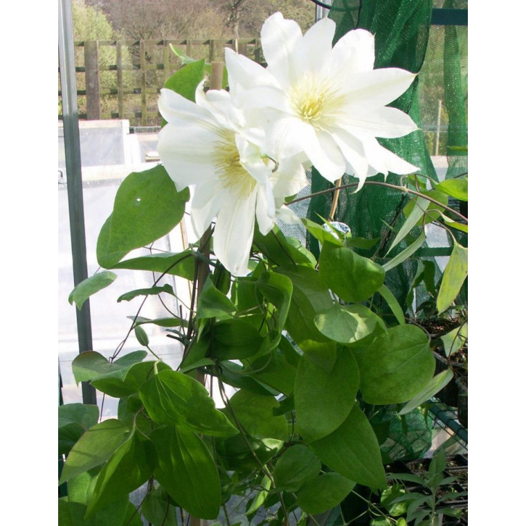 Clematis patens'Wada's Primrose' 