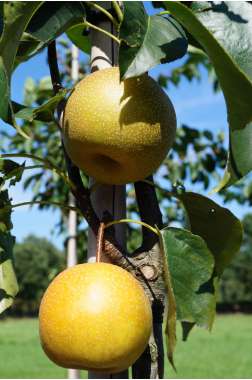 Pyrus pyrifolia'Hayatama' 