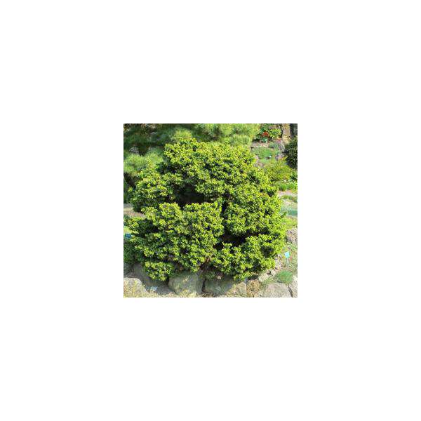 Cryptomeria japonica'Bandai HB' 