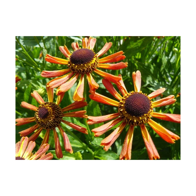 Helenium'Loysder Wieck'