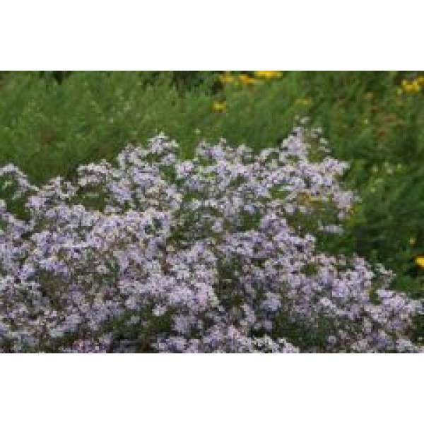 Aster ericoides'Erlkönig'