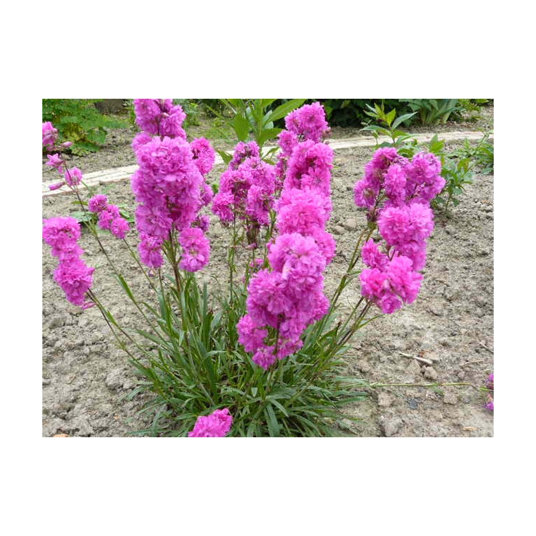 Lychnis viscaria'Plena'