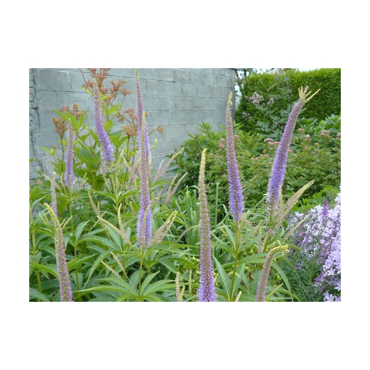 Veronicastrum virginicum'Temptation'