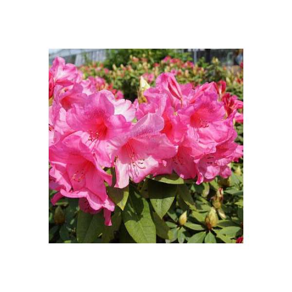 Rhododendron'Junifeuer' 
