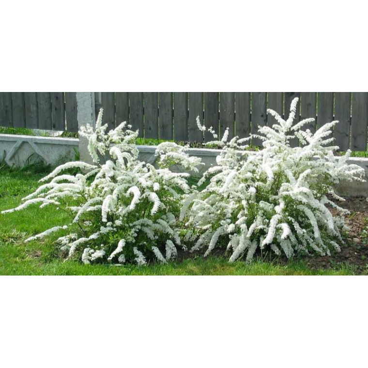 Spiraea cinerea'Grefsheim' 