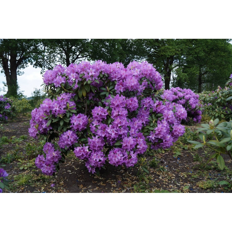 Rhododendron'Catawbiense Grandiflorum' 